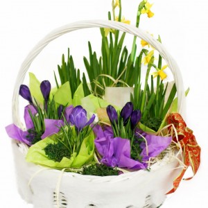 Spring Basket with Live Crocuses and Daffodils Buy with Delivery
